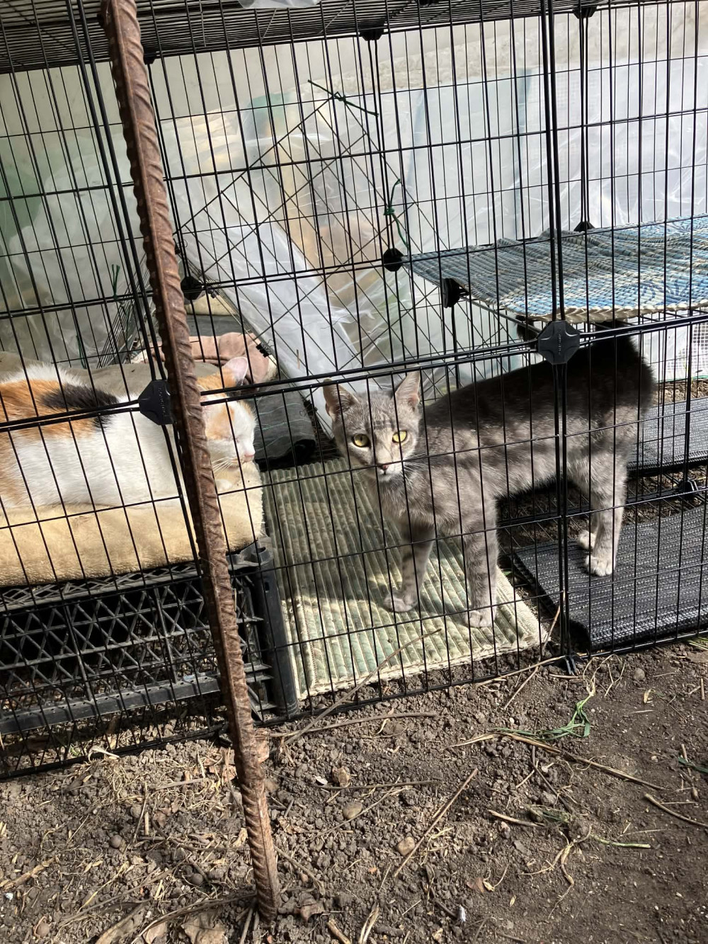 Fém ketrec háziállatoknak tengerimalac, hörcsög, nyúl számára 36 paneles, fekete 143x73x71cm